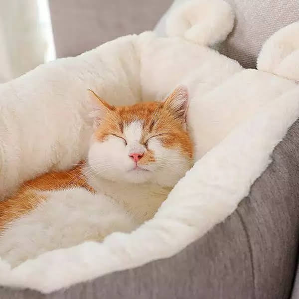 Comfy Cat Bed