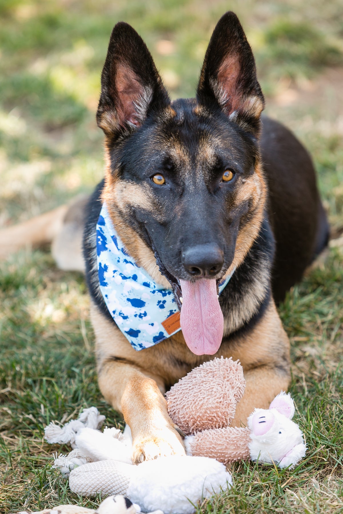 Plush Dog Toys Set